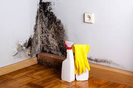 Why You Should Choose Our Mold Remediation Services in Lakehills, TX